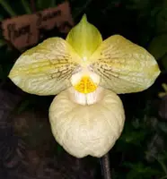 Paphiopedilum TB Warren (Fanaticum x armeniacum)