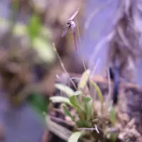 Bulbophyllum tentaculiferum