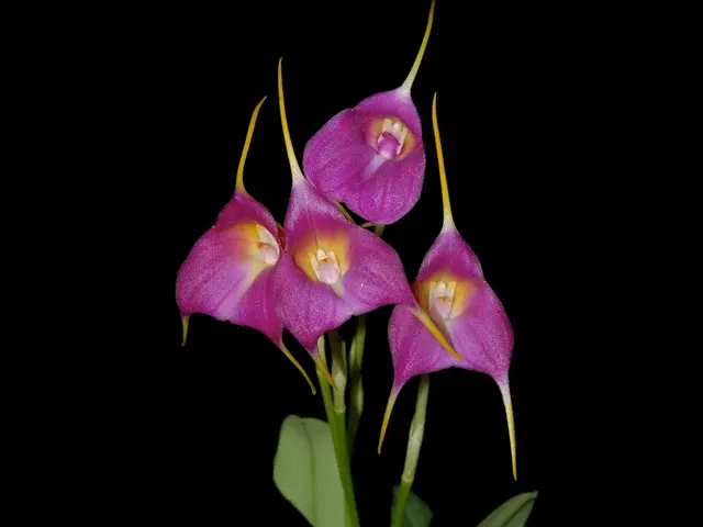 Masdevallia Cholita Cuencana 'Ecuagenera pink' (Masdevallia)