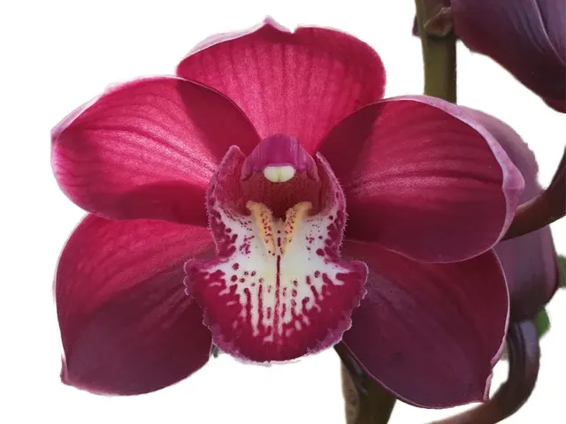 Cymbidium Andes Breezze (Cymbidium)