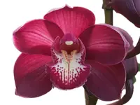 Cymbidium Andes Breezze