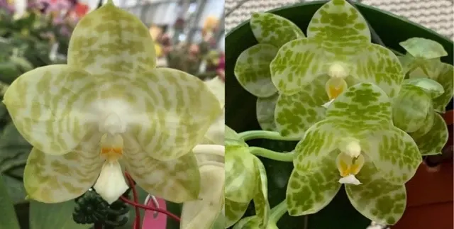 Phalaenopsis gigantea alba x