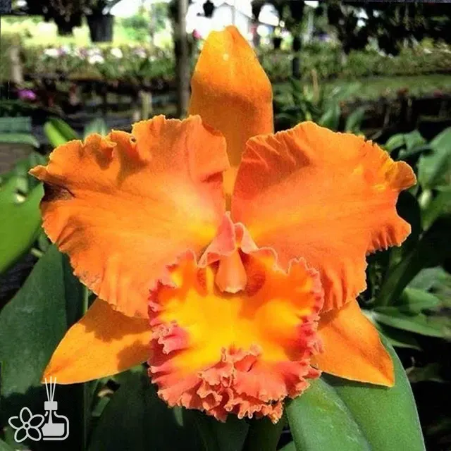 Rhyncholaeliocattleya Suvarnabhumi Delight