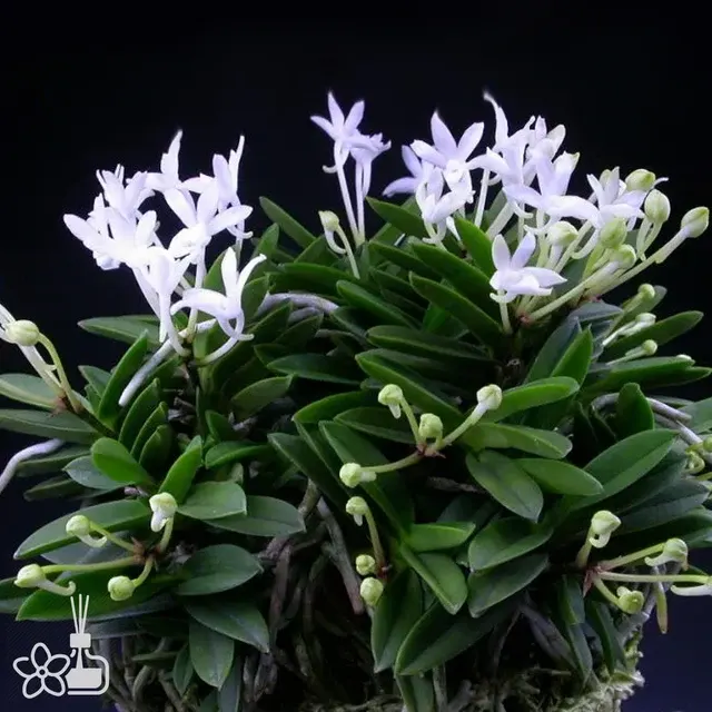 Neofinetia falcata 'Kirinmaru' (Neofinetia)