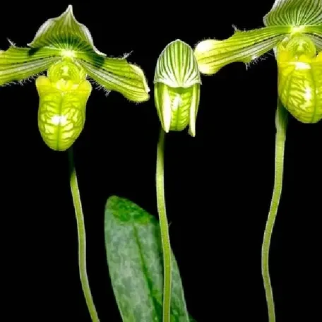 Paphiopedilum venustum var. album × sib