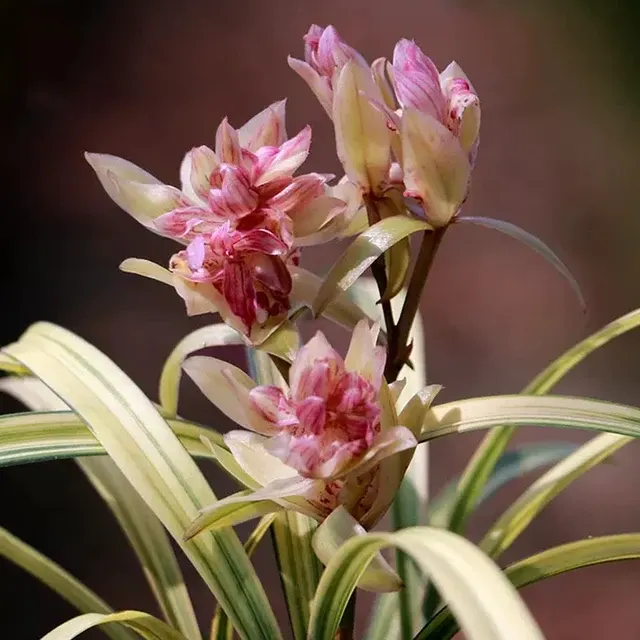Cymbidium ensifolium 'Tian-He-Mu-Dan' (Cymbidium)