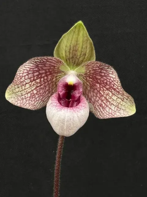 Paphiopedilum LYNLEIGH KOOPOWITZ (delenatii fma vinicolor x malipoense 'MikMak') (Paphiopedilum)