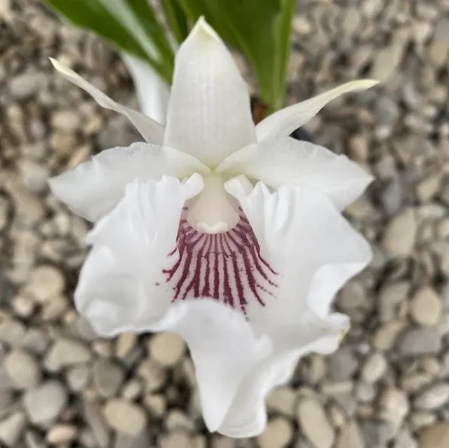 Warczewiczella amazonica