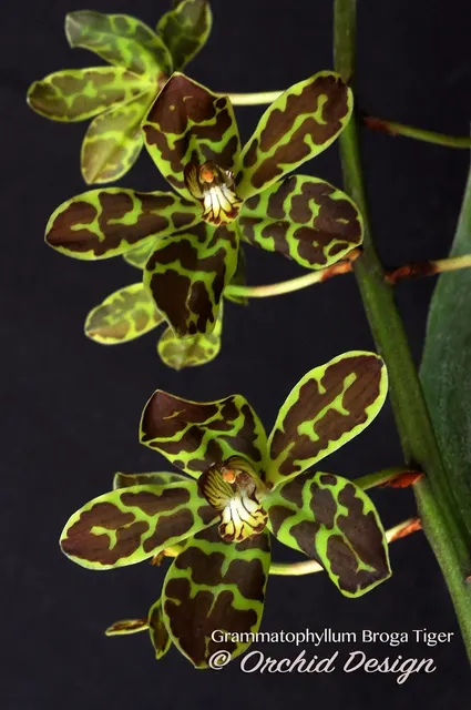 Gram. Broga Tiger ‘Kalapana’