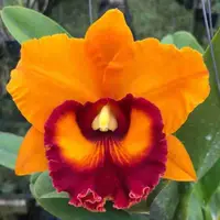Rlc. Nakornchaisri Delight 'No-4'