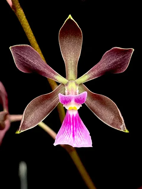 Encyclia Standard Setter (Encyclia)