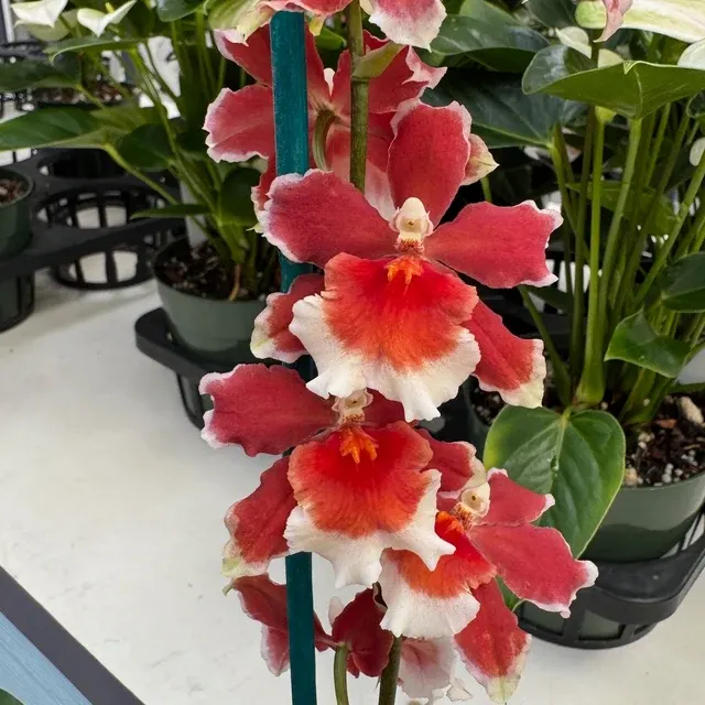 Oncidopsis Crimson Pride - Buds 'MAC136'