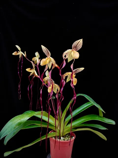 Paphiopedilum Angel Hair (Paphiopedilum)