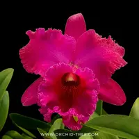 Cattleya (Blc.) George Suzuki Orchid Plant - BS