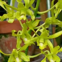 Dendrobium Ceasar Green