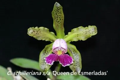 Cattleya schilleriana 'Queen Emeraldas' (Cattleya)