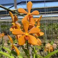 Mokara Orchid Oomyai Orange - Mature Big Top Cutting - Ready To Flower
