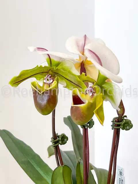 Paphiopedilum Bruno ‘Model’ AM/AOS (Paphiopedilum)