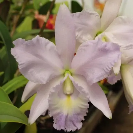 Cattleya Rafael Ortiz 'Fellrath'