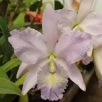 C. Rafael Ortiz (Sea Breeze 'Fellrath's Pride' x Love Knot 'SVO' HCC/AOS)