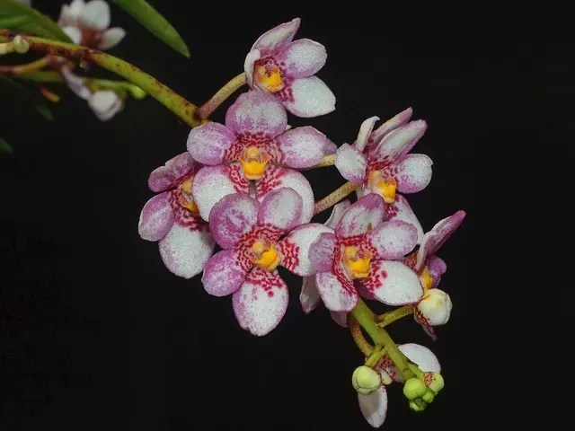 Sarcochilus hartmannii x 'Red Delicious' (Sarcochilus)