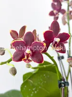 Phal. Chiada Stacy