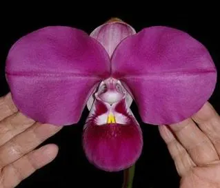 Phragmipedium kovachii (Phragmipedium)