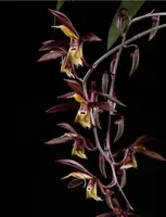 Catasetum saccatum