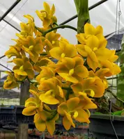 Catasetum Jumbo Puff Matured Flowering Size Plant (Fragrant)