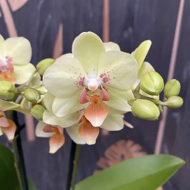 Phalaenopsis MALTA