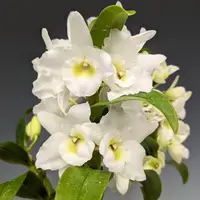 Den. Spring Dream 'Apollon' (DSDA) (Hybrid)