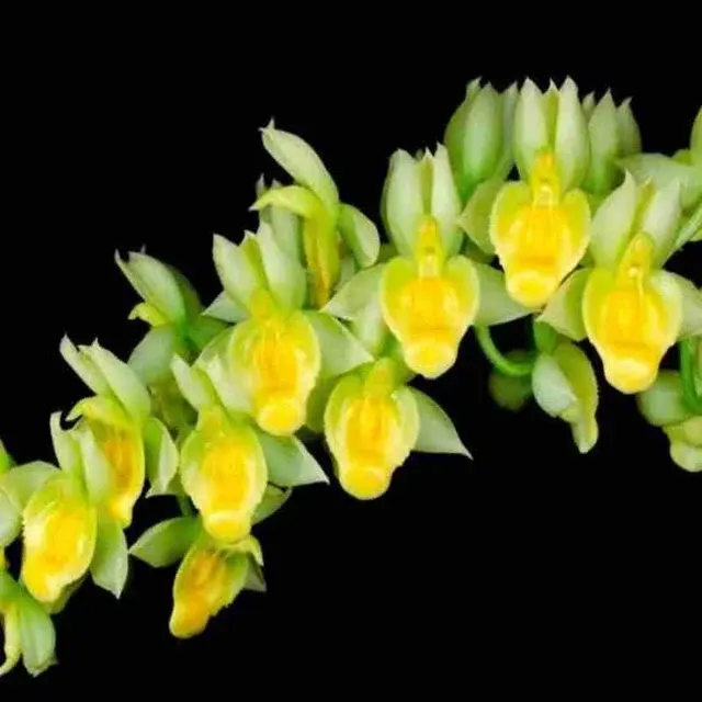 Catasetum Spitzii (Catasetum)