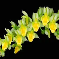 Catasetum Spitzii