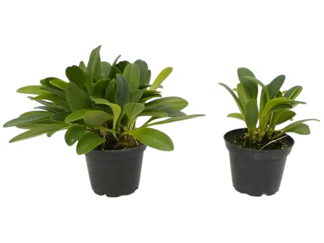 Masdevallia garciae (Masdevallia)