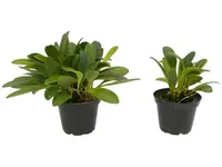 Masdevallia garciae (Big)