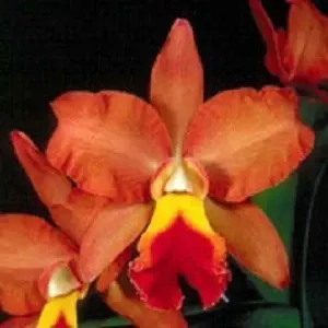Rhyncholaeliocattleya Egyptian Quen (Rhyncholaeliocattleya)