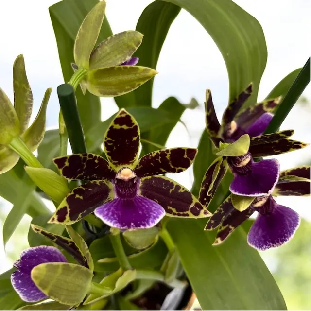 Zygopetalum hybrid