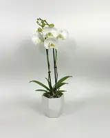 3" Double Stem White Phalaenopsis Orchid Plant in White Ceramic Pot