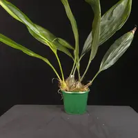 Stanhopea Hybrid – Large Established Plant