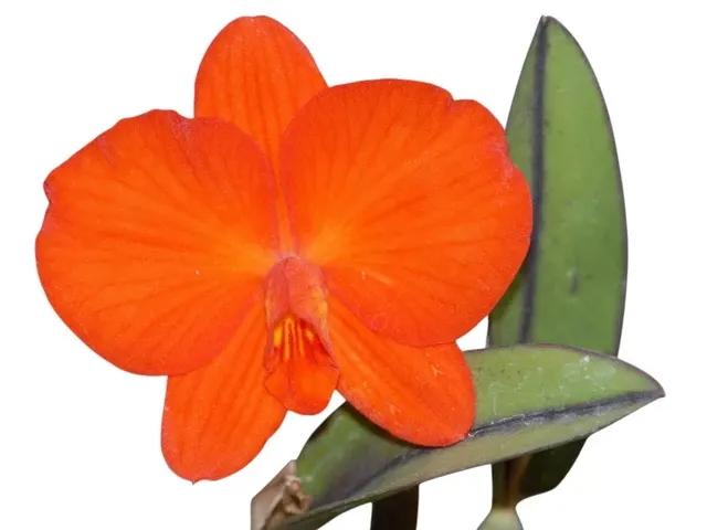 Cattleya coccinea