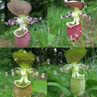 [Rhizome][Import AS-IS] Cyp. Surprise [2.4" 1Gr BS][Aug Cyps Preorder 26]
