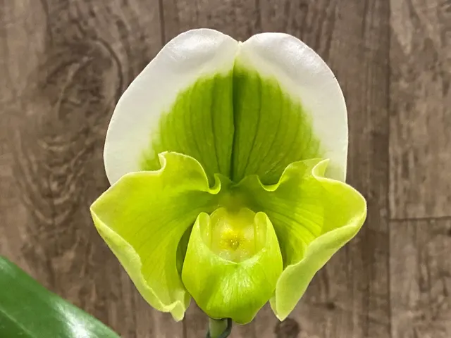 Paphiopedilum Stone Lovely "Clean Green" x Stone Lovely "Green Angel"