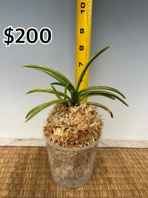 Neofinetia falcata 'Ayakaze' (Neofinetia)