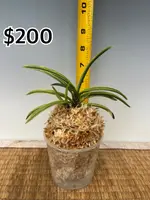 Neofinetia falcata ‘Ayakaze’ 綾風