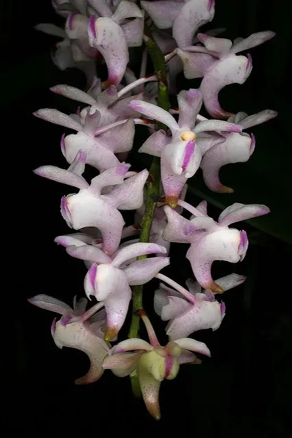 Aerides odorata x sib (Aerides)