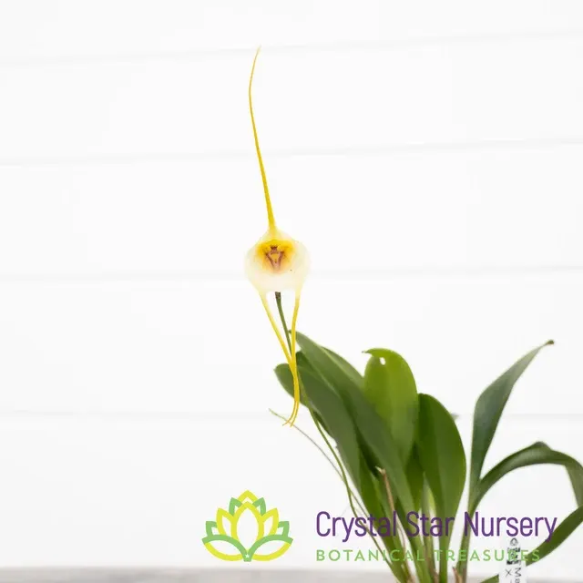 Masdevallia impostor x tonduzii (Masdevallia)