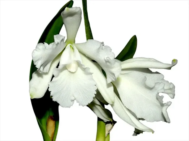 Cattleya wallisii f alba (Cattleya)
