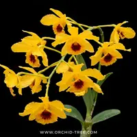 Dendrobium chrysotoxum var. suavissimum Orchid Plant - BS