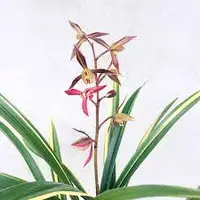 Cym. sinense 'ChangQiDaXun' (CYMS07N) (- - - - sinense )