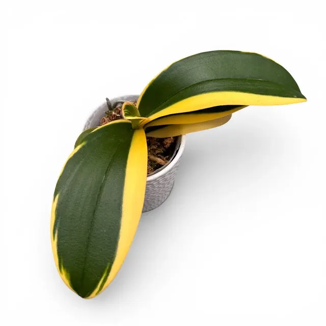 Phalaenopsis Sun Jye Diamond